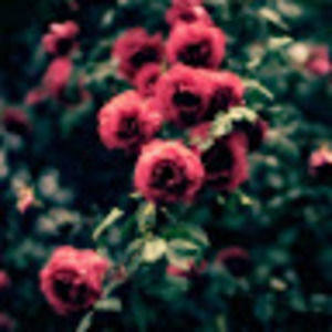 Meet your Posher, Kaleigh